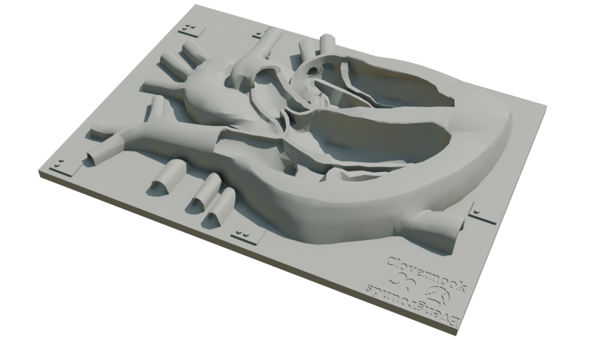 heart and circulation