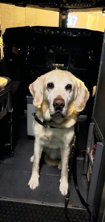 Baldwin the guide dog sitting in a cockpit