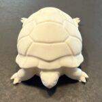 3D-printed tactile model of a Galapagos tortoise